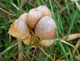 small family of waxcap brown mushrooms close together