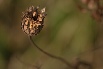 golden brown thistle head