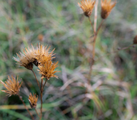 golden brown thistle heads flowers 