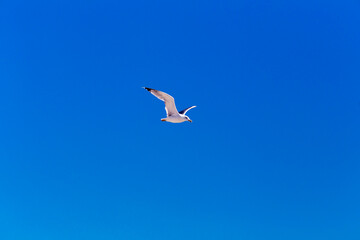 Fototapeta na wymiar Seagull flying in a deep blue sky