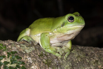Green Tree Frog resting on log