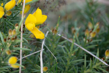 yellow flower on thistle bush