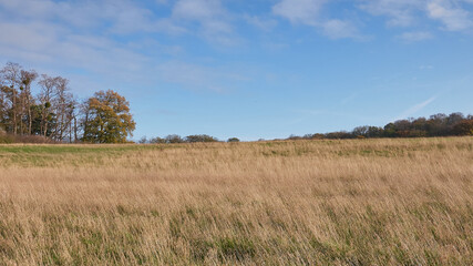 Obraz premium landscape with grass and sky