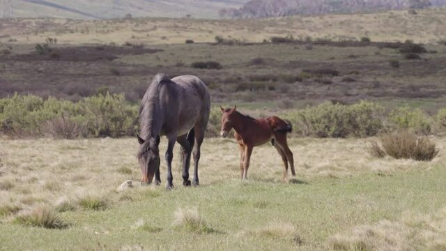 brumby colt stands beside its mother at kosciuszko national park in nsw, australia