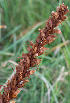 Single Brown Broomrape In Autumn