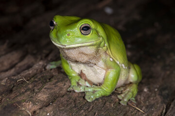 Green Tree Frog resting on log