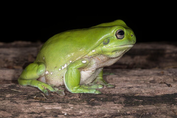 Green Tree Frog resting on log