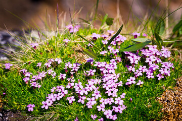 Arctic flowers close up tundra view, Barents sea.