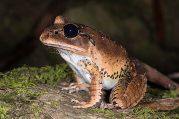 Great Barred Frog resting on moss covered rock