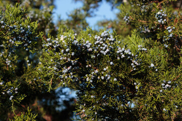 bunches of ripe juniper berries, seed cones produced by coniferous juniper trees, on tree branches in the sunshine with a blue sky in the background