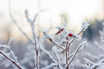 Hoarfrost dog-rose bush