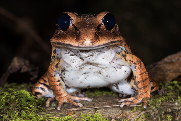 Great Barred Frog resting on rock