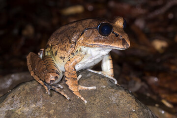 Great Barred Frog resting on rock