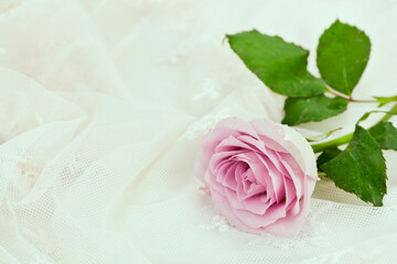 Pink wet rose flower on a white lace textile background.