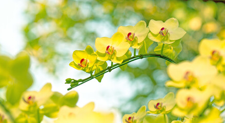 Obraz premium Orchid