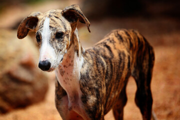 Selective focus shot of a funny cute whippet dog