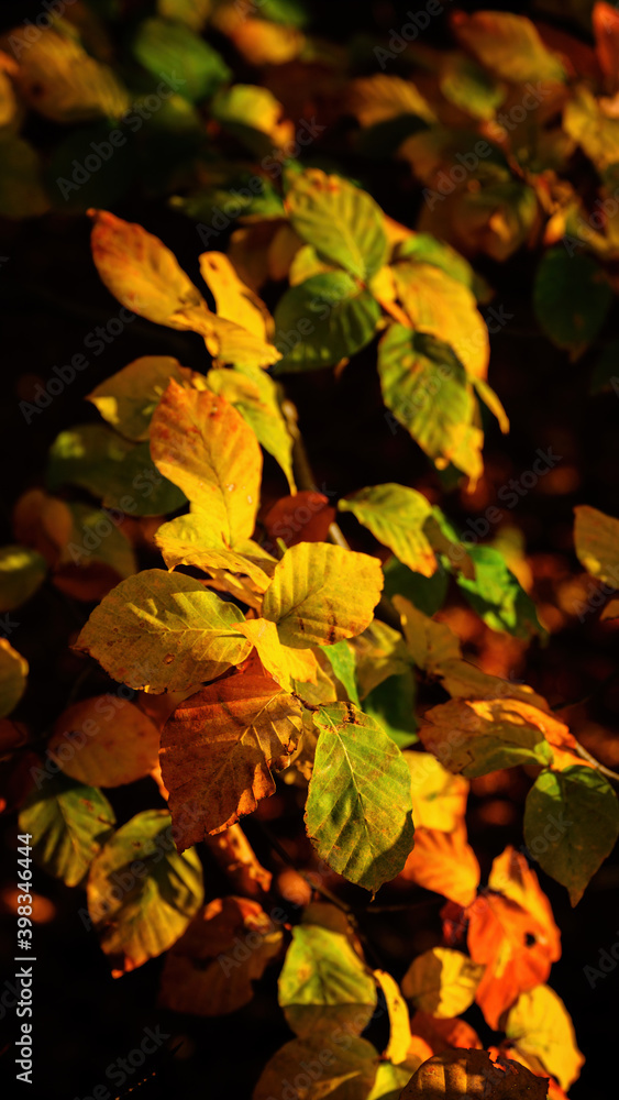 Poster close-up of colorful beech leaves on a twig.