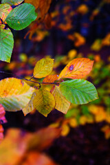 Obraz premium Close-up of colorful beech leaves on a twig.