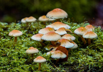 a family of mushroom fungi toadstool on a bed of moss