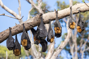 Grey-headed Flying Foxes roosting in bat camp