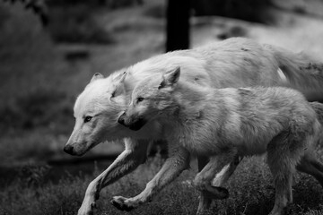wolves playing
