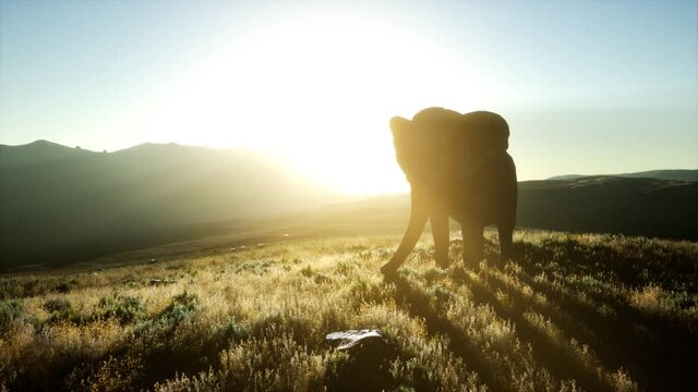 old african elephant walking in savannah against sunset