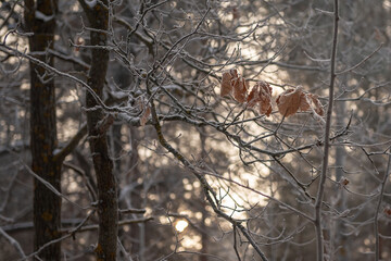 Several dry oak leaves hanging from a frosty branch.