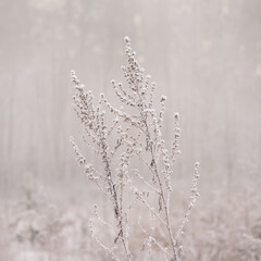Two snow-covered dry ragweed branches