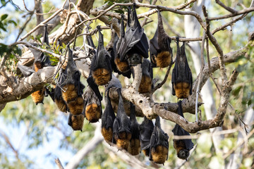 Grey-headed Flying Foxes roosting in bat camp