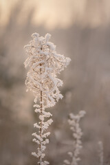 A dry snow-covered flower that looks like curls.