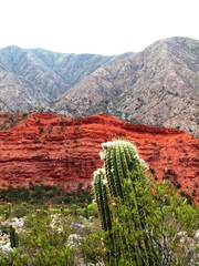 Cardón en la Cuesta de Miranda, Argentina.