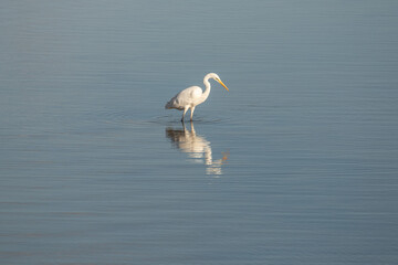 Egret in water