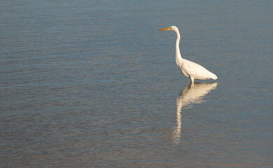 Fototapeta na wymiar Reflected egret