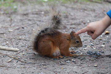Woman's hand pets little red squirrel