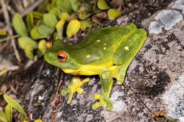 Close up of Australian Red-eyed Tree Frog