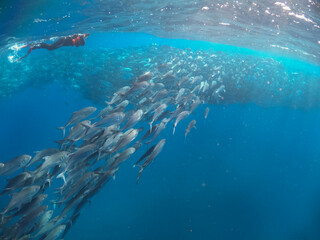 Nadador admirando un cardumen