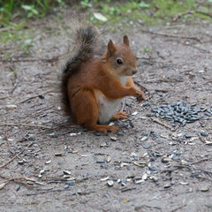 Naklejka na ściany i meble Red squirrel eats sunflower seeds