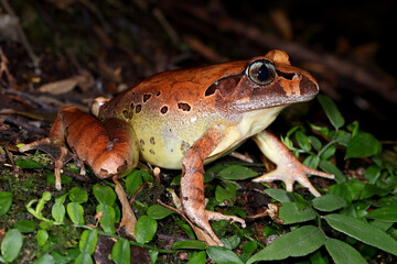 Fleay's Barred Frog resting on rainforest floor