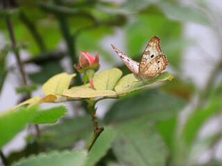 butterfly on the roses. Flowers and butterfly. nature's perfection