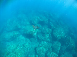 Fototapeta na wymiar Mantarraya en el fondo marino
