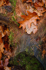 Liście dębu na korzeniu w lesie