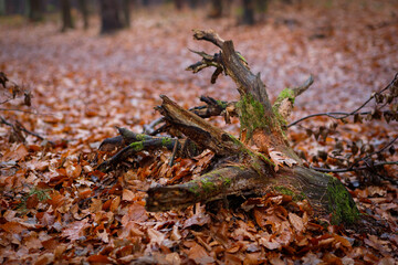 Widowiskowy korzeń w jesiennym lesie wynurzający się z brązowych liści - obrazy, fototapety, plakaty