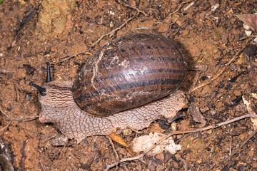 Giant Panda Snail on rainforest floor
