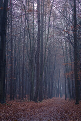Poranek w jesiennym lesie spowitym mgiełką #2