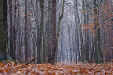 Poranek w jesiennym lesie spowitym mgiełką #1