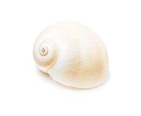 Realistic spiral shell art with natural neutral colors on a white background from the ocean