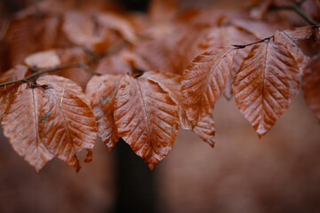 Mokre, brązowe liście z jesiennego lasu