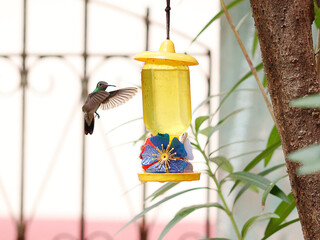 
hummingbird stopped in the air, next to the water