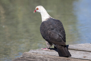 White-headed Pigeon