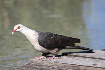 White-headed Pigeon